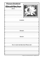 Pflanzensteckbrief-Gänseblümchen-SW.pdf